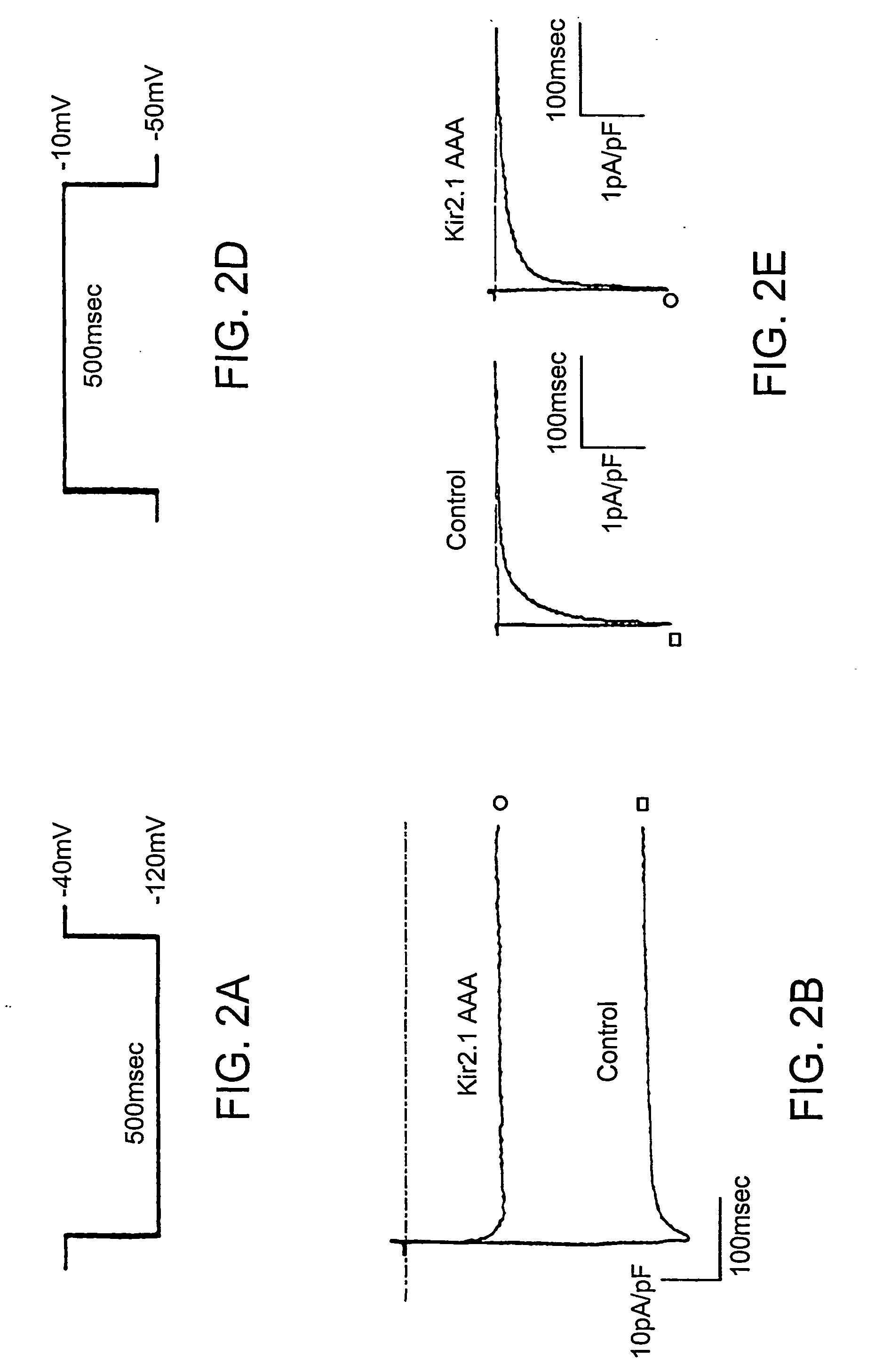 Biological pacemaker