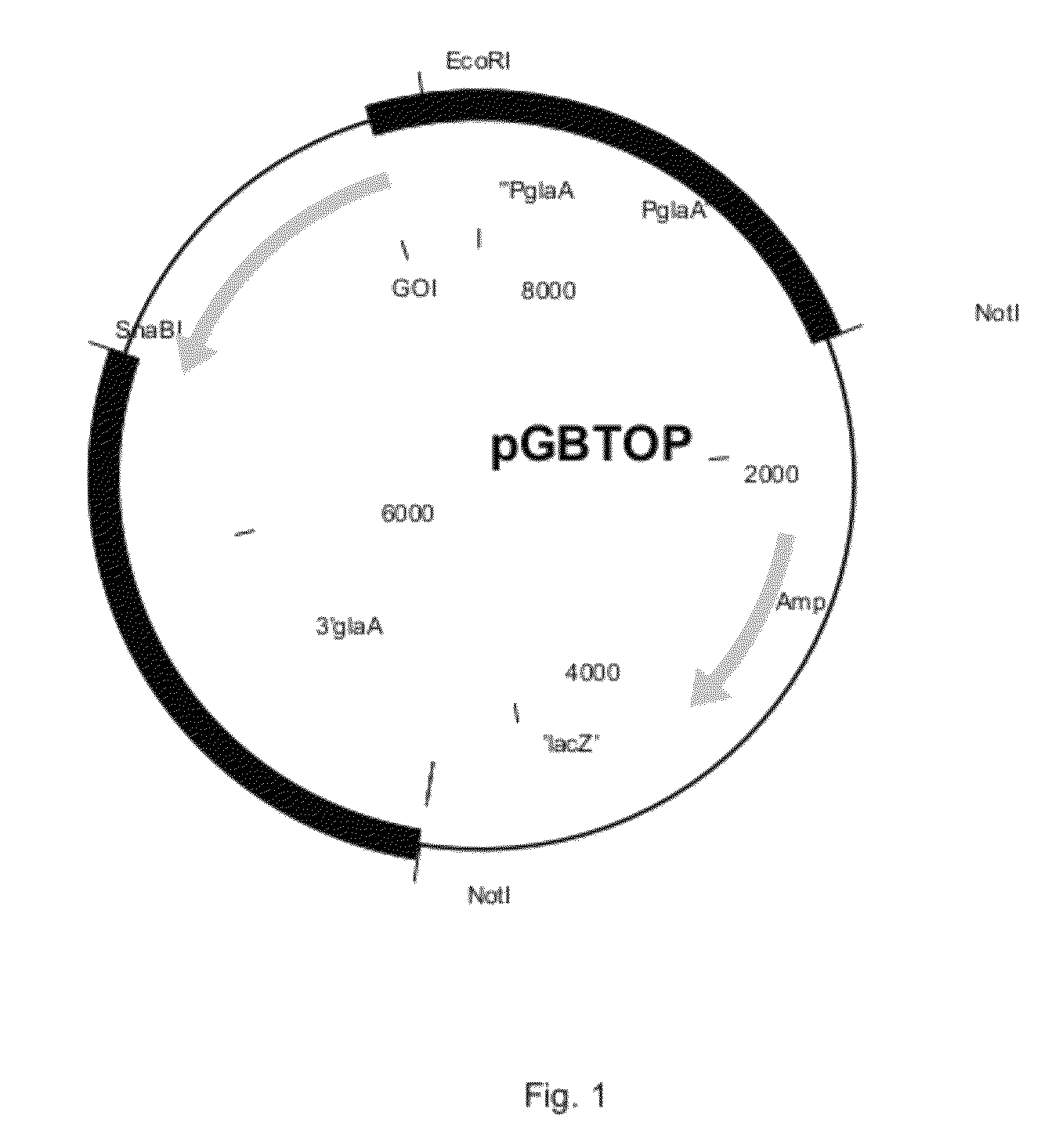 Carbohydrate degrading polypeptide and uses thereof