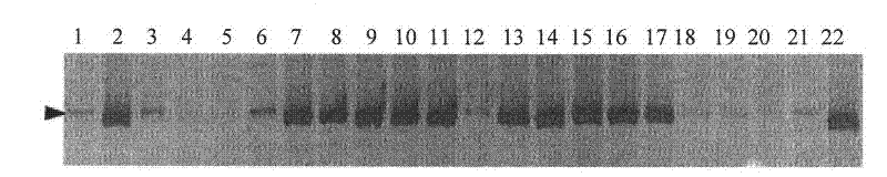 Molecular marker of wheat scab resistance expansion gene Fhbl and application thereof