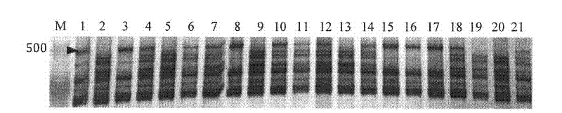 Molecular marker of wheat scab resistance expansion gene Fhbl and application thereof