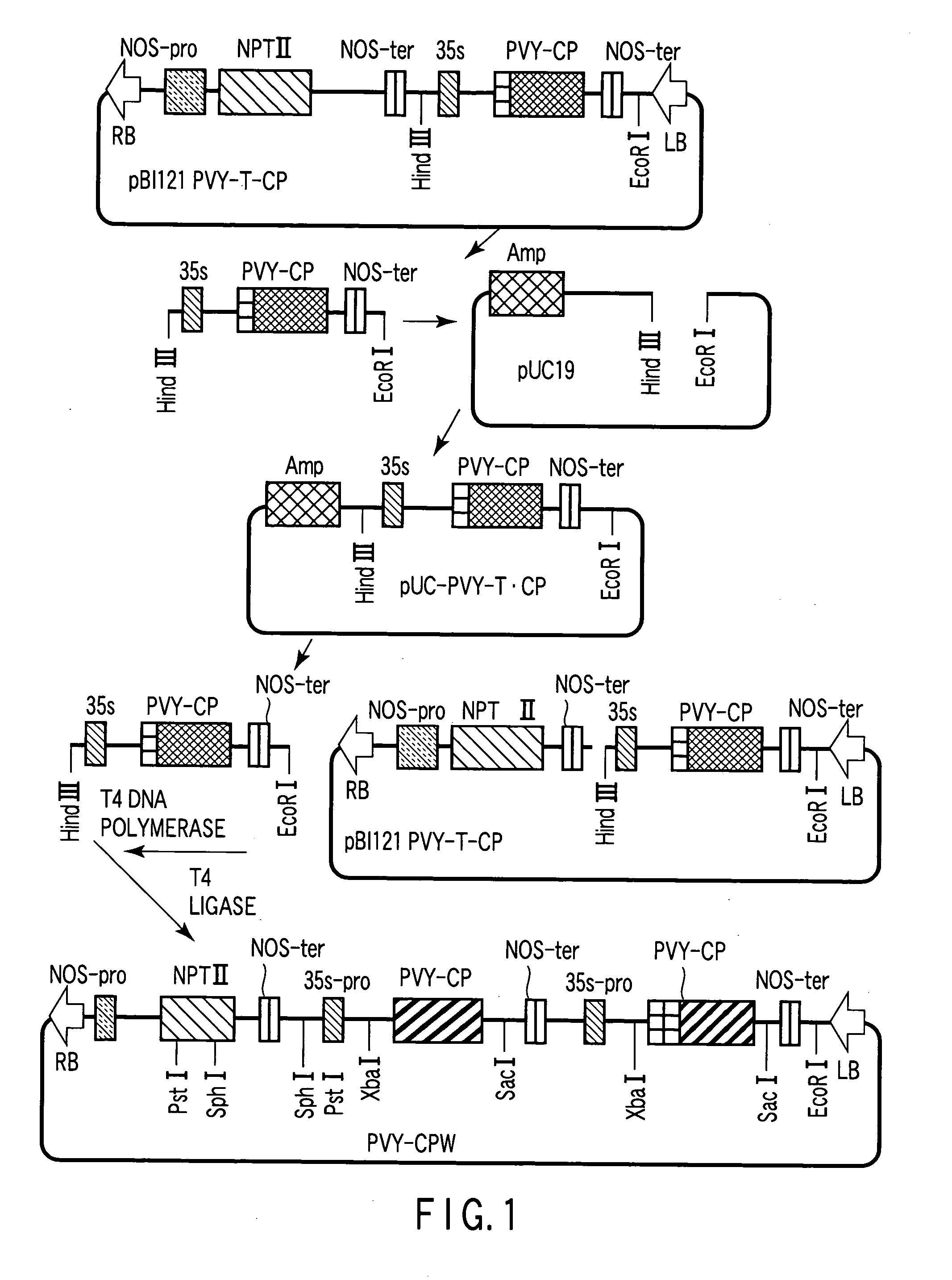 Gene silencing vector and gene silencing method using the same