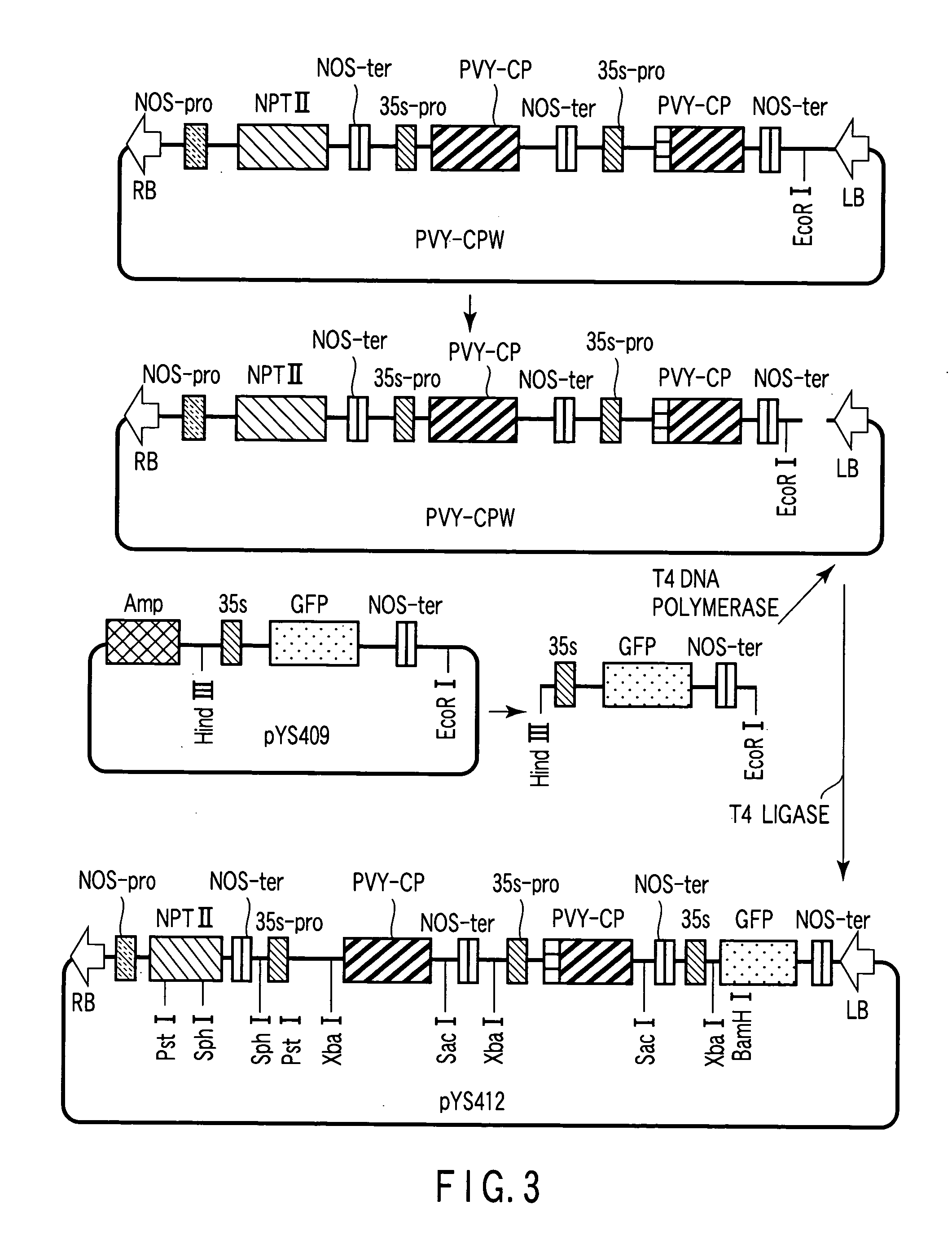 Gene silencing vector and gene silencing method using the same