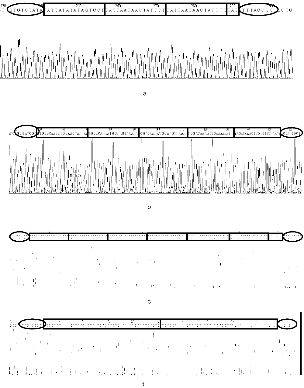 Nucleotide sequence for MLVA (multiple-locus variable number tandem repeat analysis) typing detection of mycoplasma pneumoniae