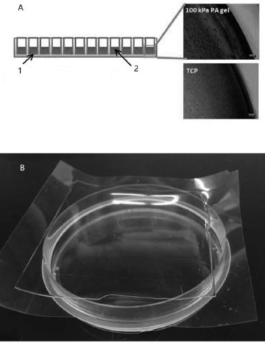 Large-batch manufacturing method and application of polyacrylamide gel films of in-vitro cell culture substrate materials with different hardness