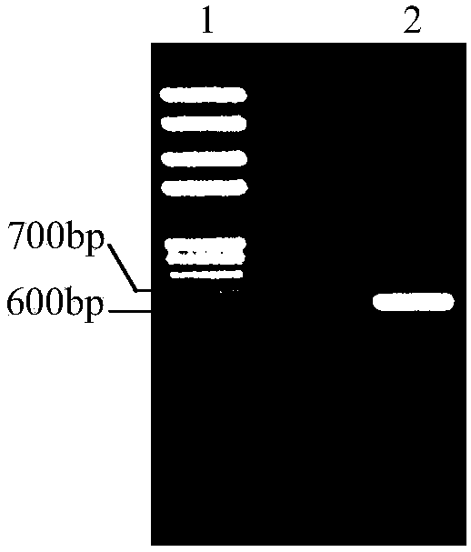 A kind of eucalyptus tps gene, rna interference carrier and application