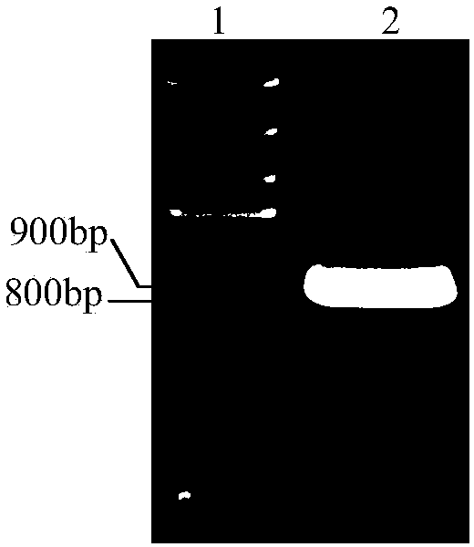 A kind of eucalyptus tps gene, rna interference carrier and application