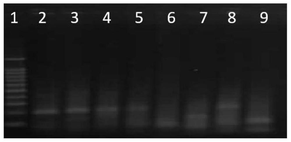 RPA primer probe combination, kit and detection method for detecting transgenic corn DBN9958