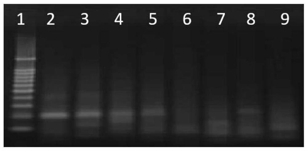 RPA primer probe combination, kit and detection method for detecting transgenic corn DBN9958