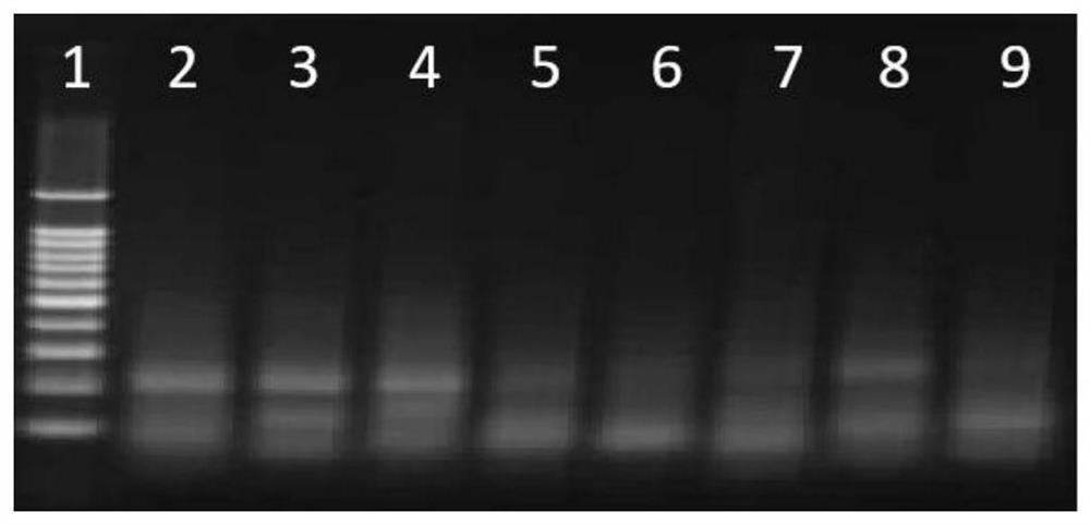 RPA primer probe combination, kit and detection method for detecting transgenic corn DBN9958