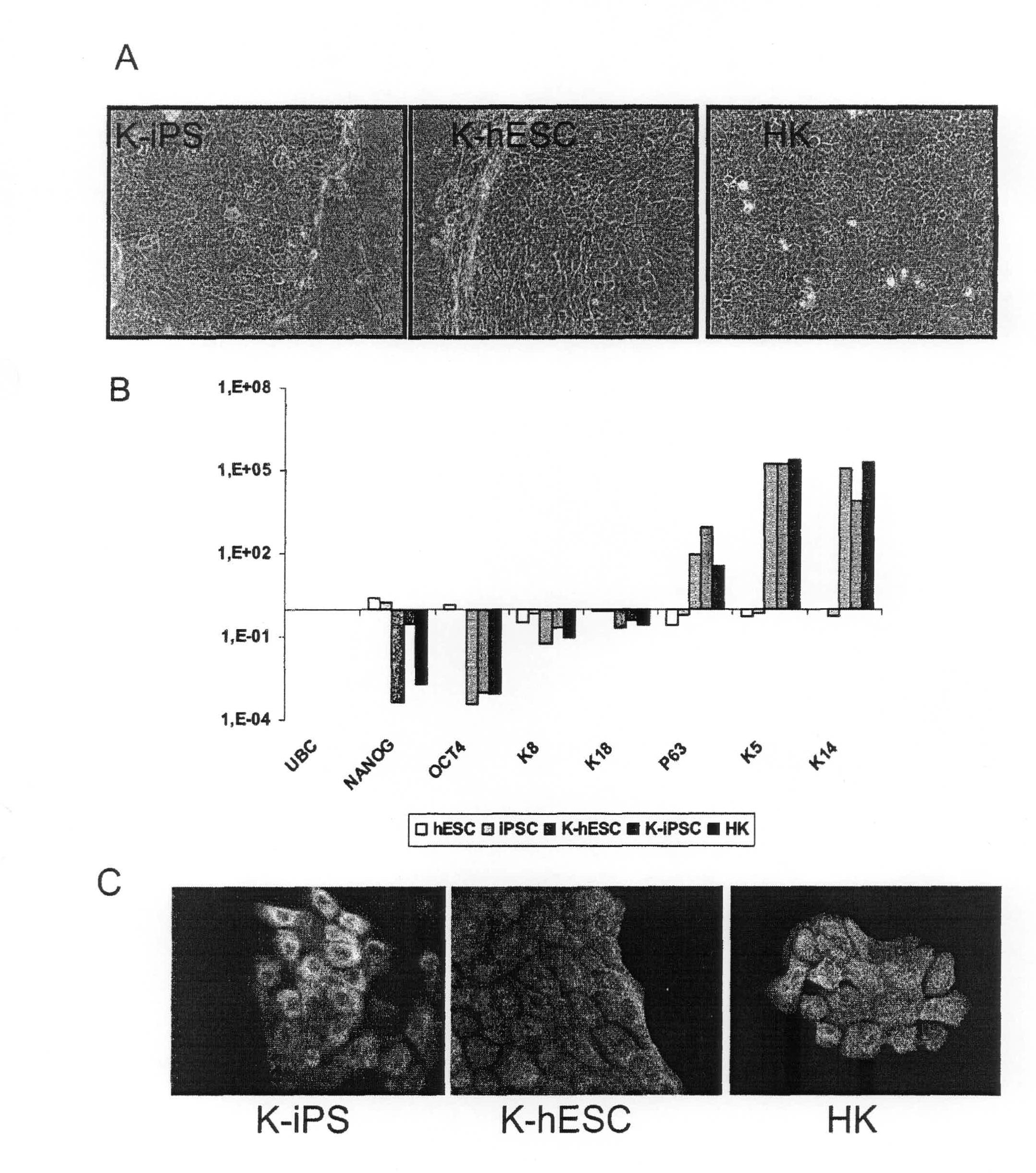 Methods for preparing human skin substitutes from human pluripotent stem cells