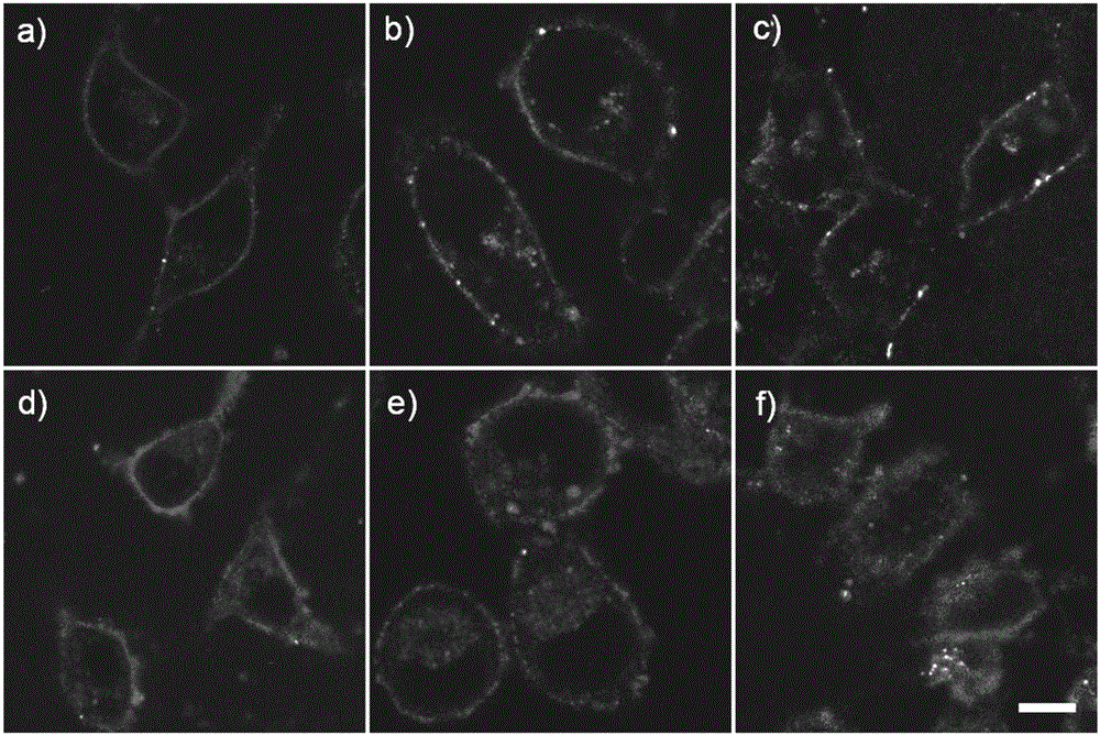 Probe for clearly distinguishing cell membrane-lipid raft microdomain from non-lipid-raft microdomain by using two fluorescence colors and simultaneously imaging microdomains and application of probe