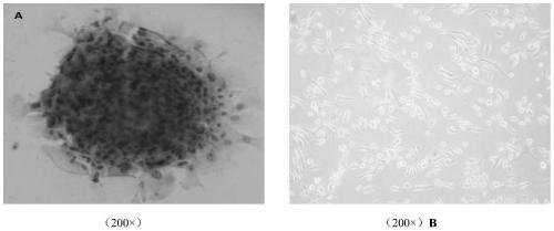 Establishment and application of mmhrl3 transgenic mouse liver tumor cell line