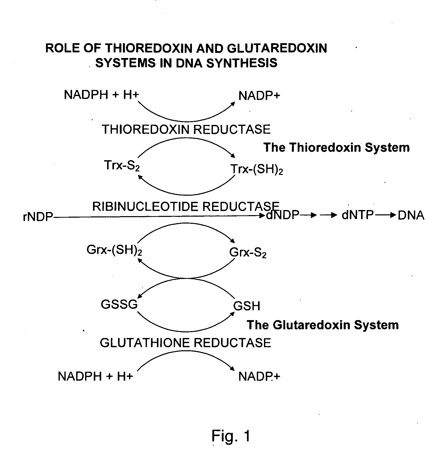 Bacterial thioredoxin reductase inhibitors and methods for use thereof