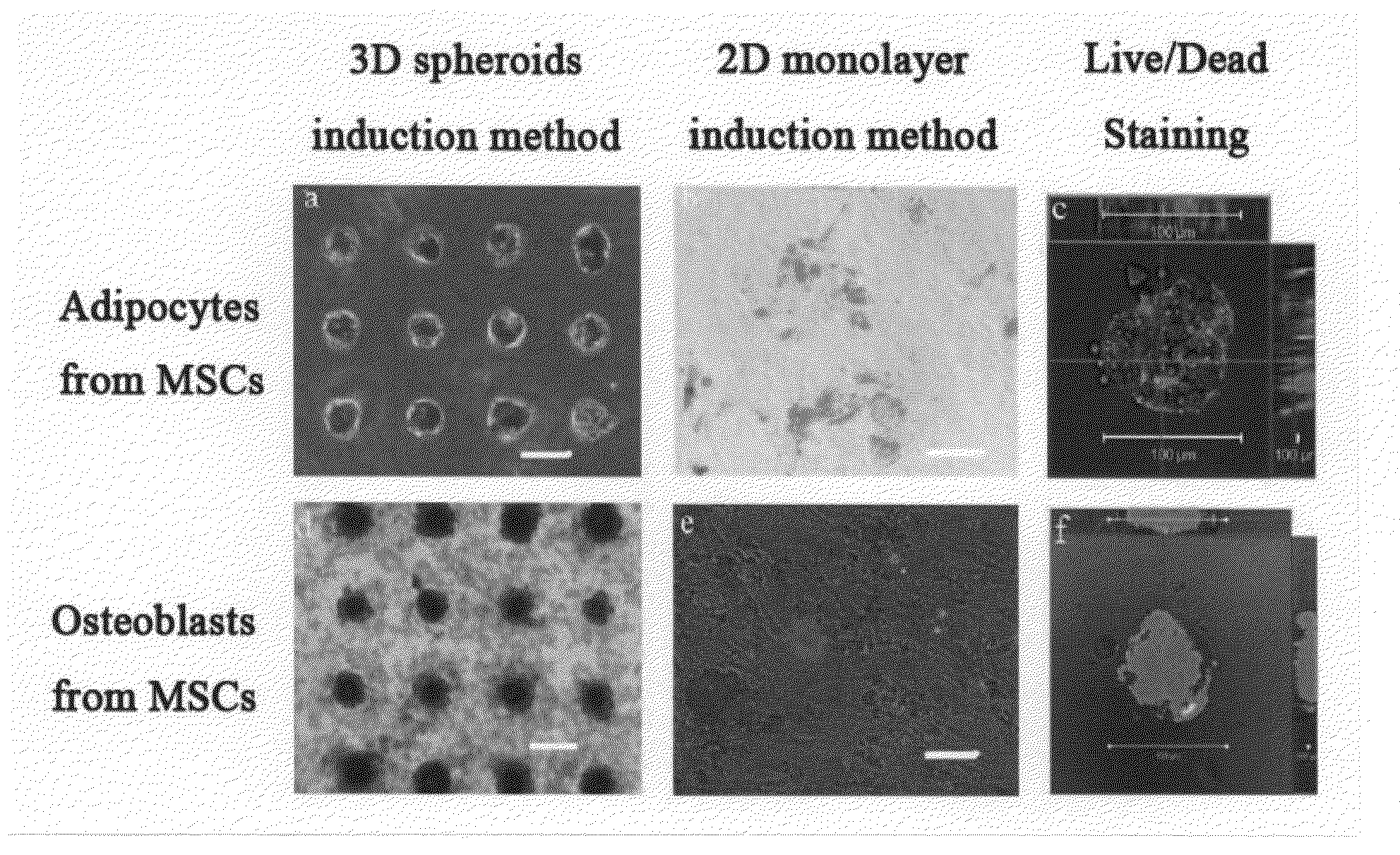 Cultured cell construction containing spheroids of mesenchymal stem cells and utilization thereof