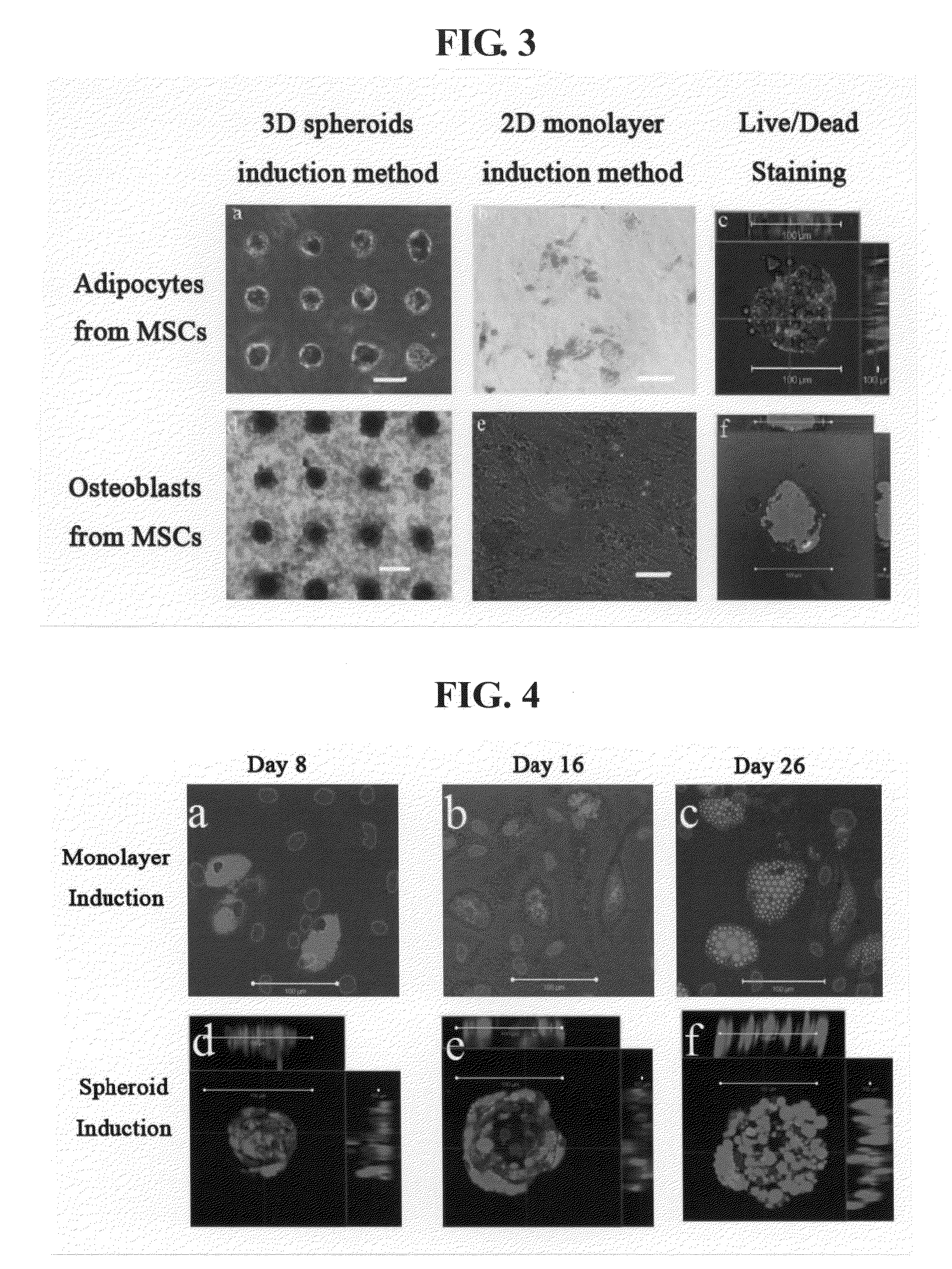 Cultured cell construction containing spheroids of mesenchymal stem cells and utilization thereof