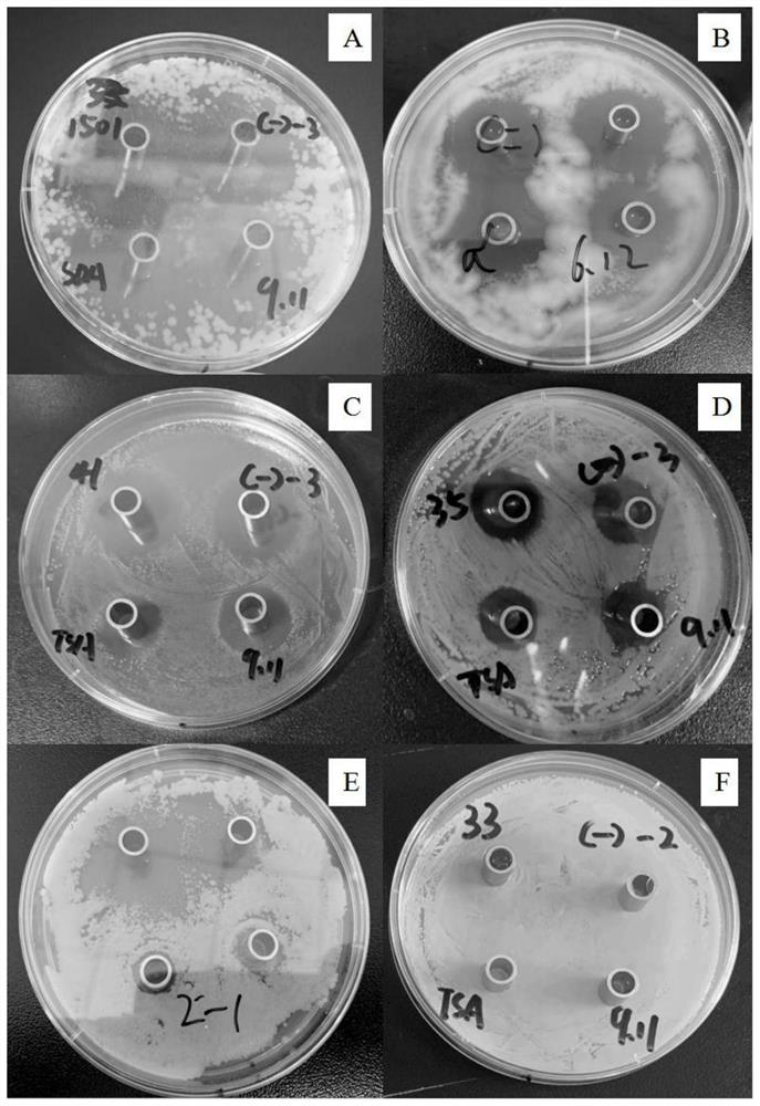 A compound traditional Chinese medicine preparation, preparation method and application for preventing and treating prophylactic algal mastitis