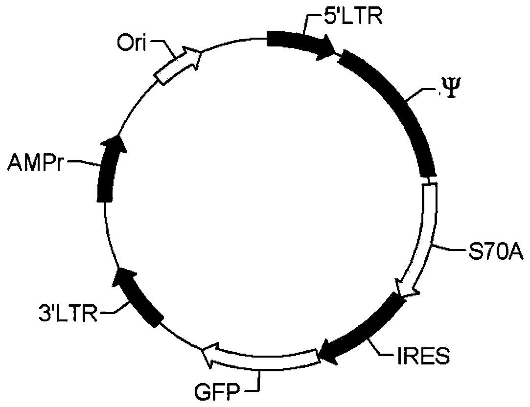 Transgenic carrier system for promoting cell transplantation and gene expression and application thereof