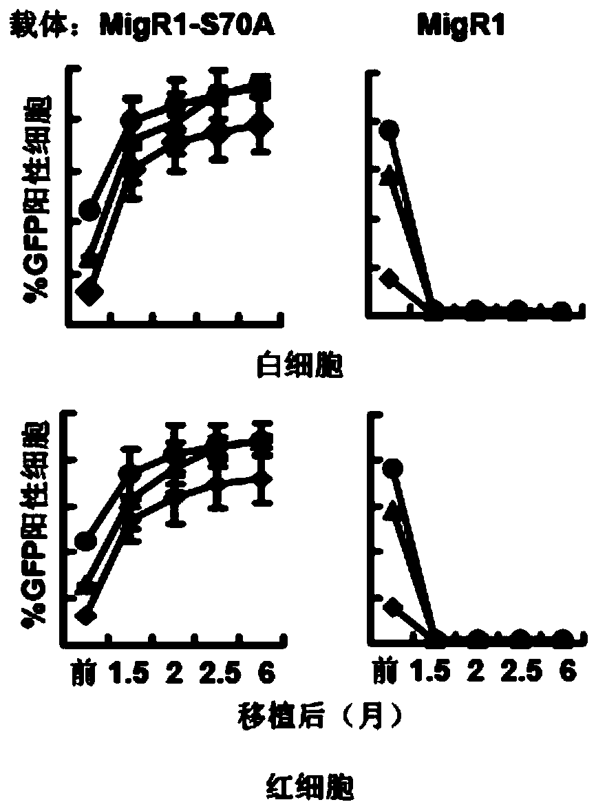 Transgenic carrier system for promoting cell transplantation and gene expression and application thereof