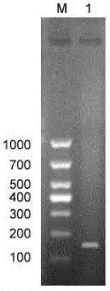 Multiple PCR (Polymerase Chain Reaction) primer and method for quickly identifying variety of scallops
