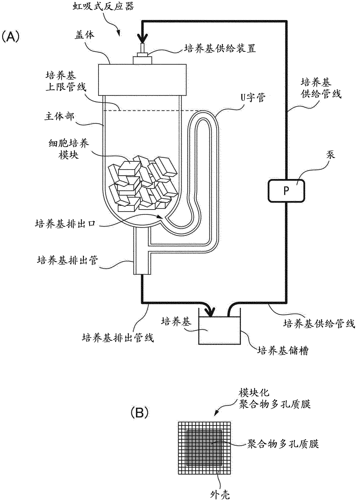 Siphon type cultivation method