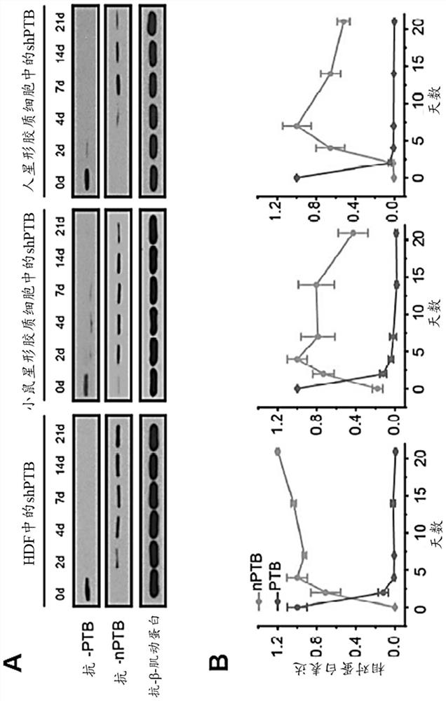 Reprogramming of non-neuronal cells into neurons and methods and compositions to treat neurodegenerative diseases and disorders