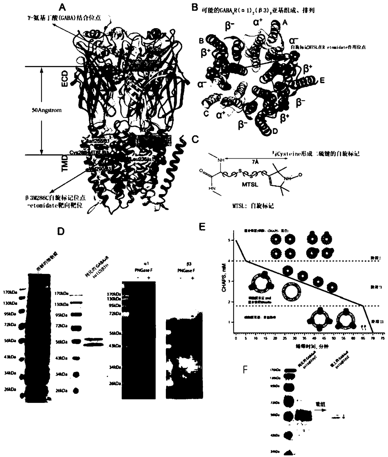 System for analyzing pulsed electron paramagnetic resonance data of complex multimeric protein receptor, method and application