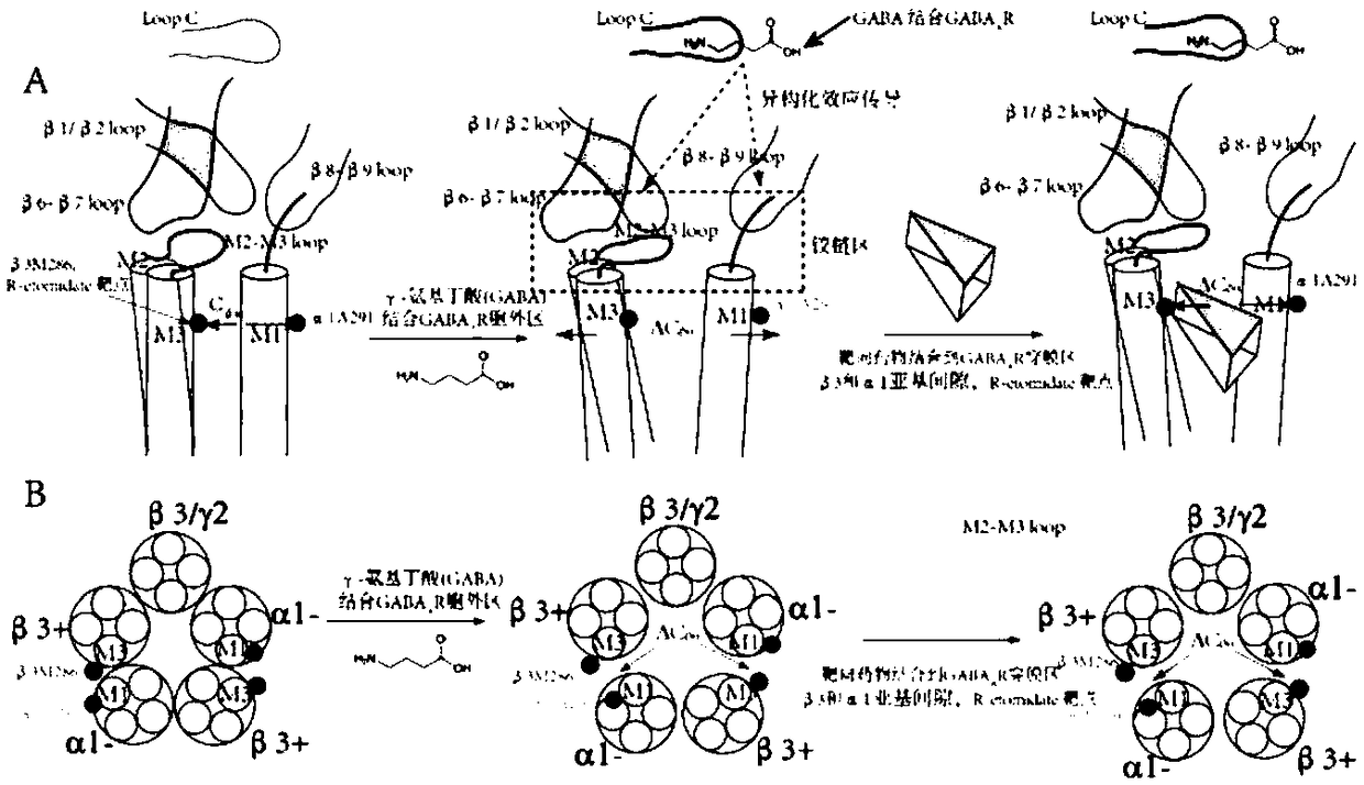 System for analyzing pulsed electron paramagnetic resonance data of complex multimeric protein receptor, method and application