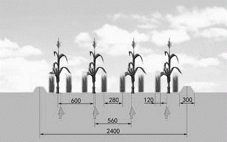 Wheat corn mechanized ecological fertile soil rotation planting agronomy