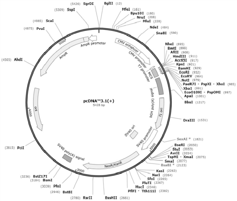 Novel coronavirus antigen and its application