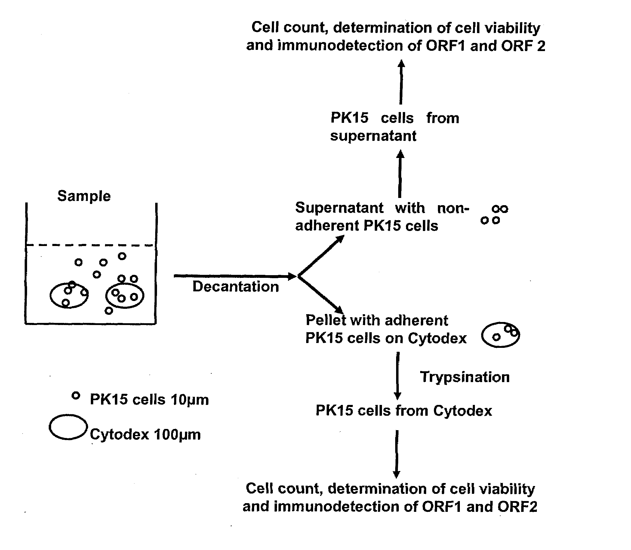 Assay for porcine circovirus production