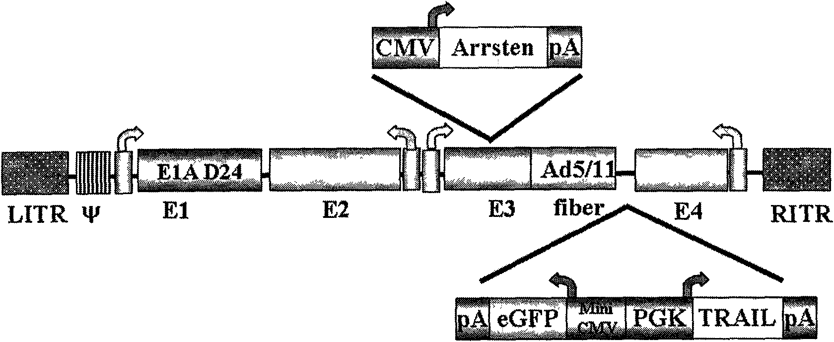 Oncolytic adenovirus vector for modifying and expressing two exogenous genes by fibrin, construction method and application of vector