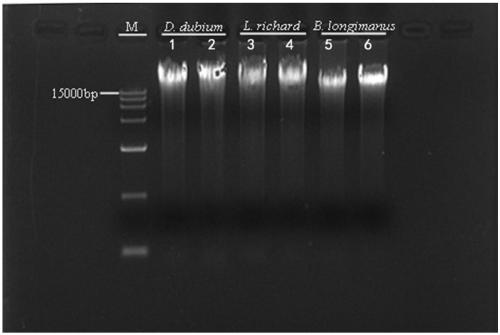 Third-generation sequencing phytoplankton genomic DNA extraction method and application thereof