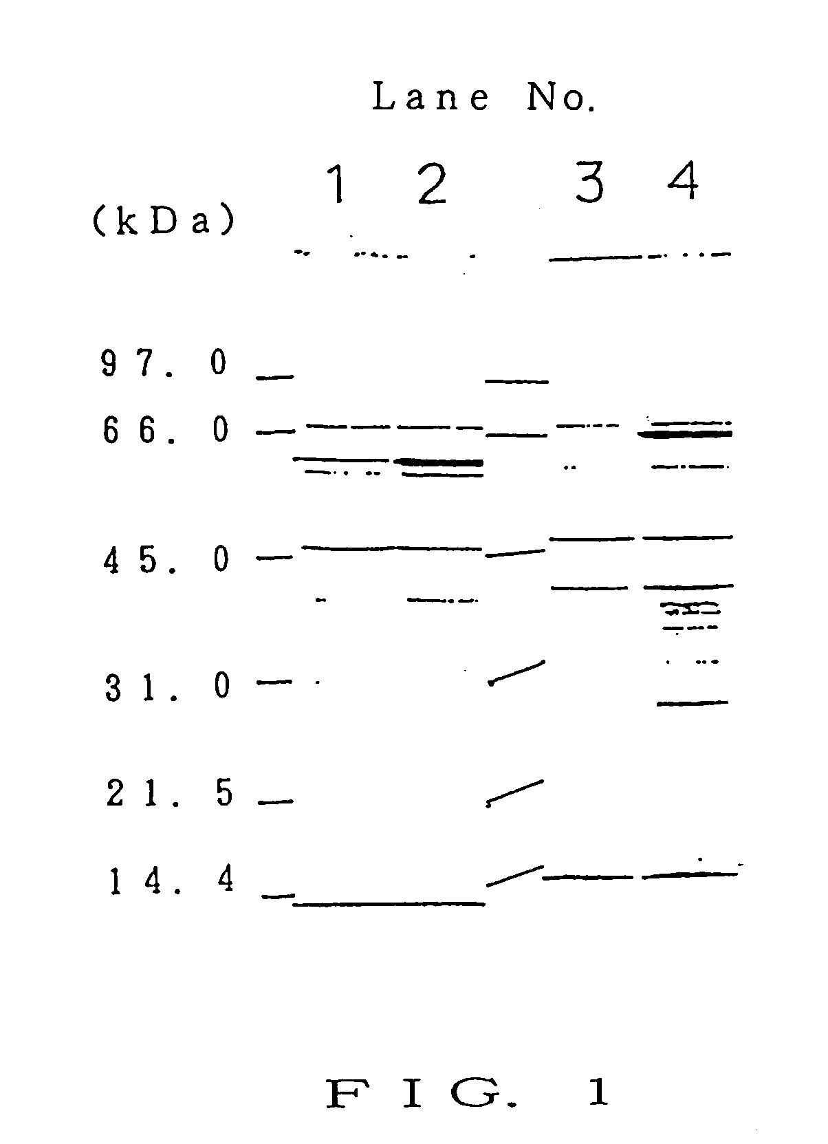 Antigen protein and nucleic acid coding for said protein