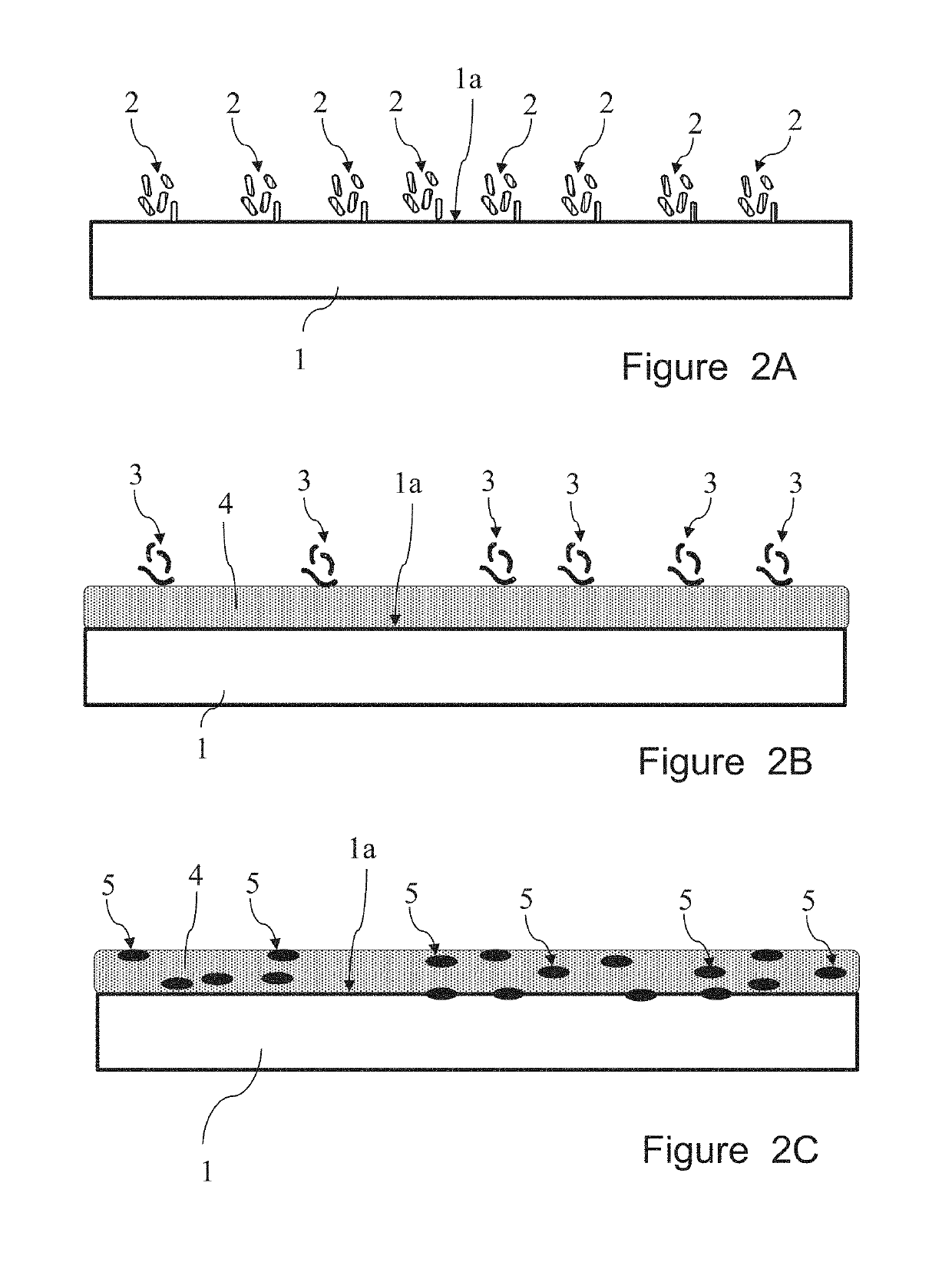 Process for preparing a dyed biopolymer and products thereof