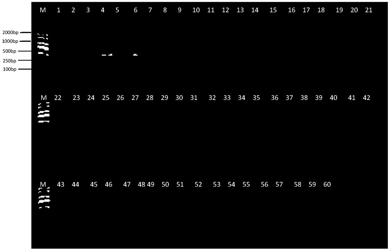 Identification of fox-derived components and multiplex PCR detection kit for fox, rabbit and dog components in animal products