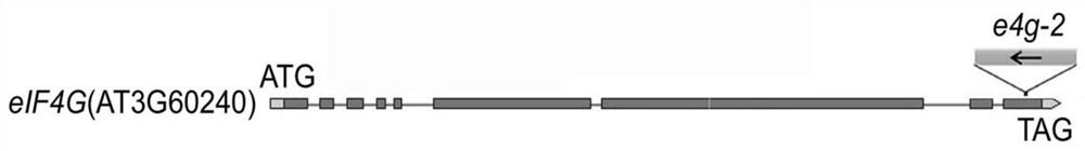 A method for improving plant tolerance to drought by down-regulating eif4g gene and eifiso4g1 gene