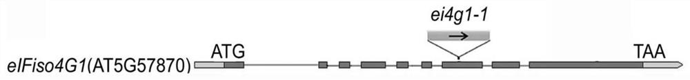 A method for improving plant tolerance to drought by down-regulating eif4g gene and eifiso4g1 gene