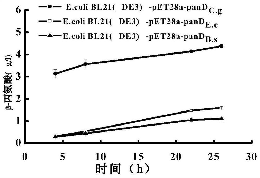 A kind of pand mutant gene, genetic engineering and its application in catalytic production of β-alanine