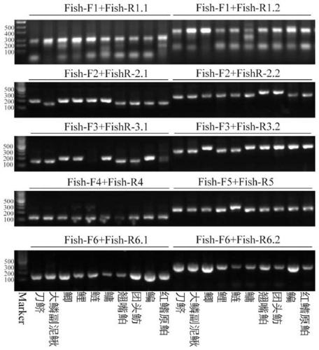 Universal metabarcoding amplification primers for freshwater fish mitochondria 12S and application method thereof