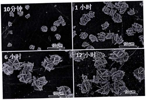 Preparation method of graphene oxide membrane/poly(4-vinylpyridine)/three-dimensional flower-shaped micro-silver composite material