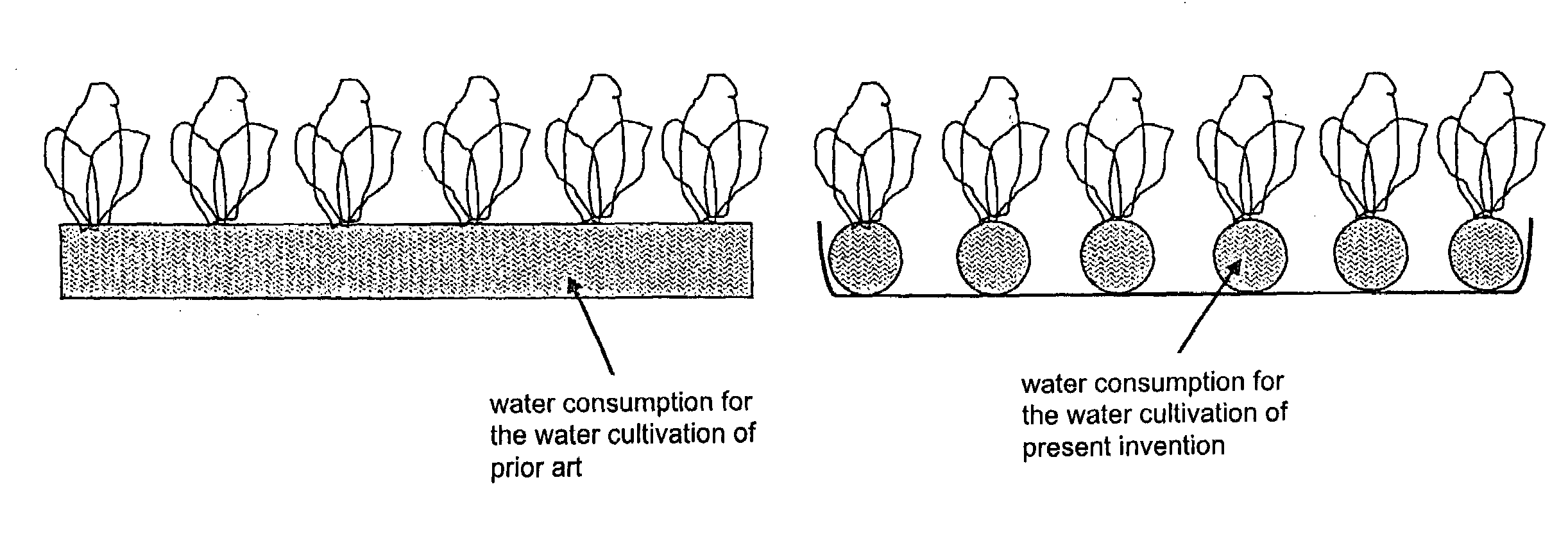 Low nitrate vegetable and its cultivation system and method