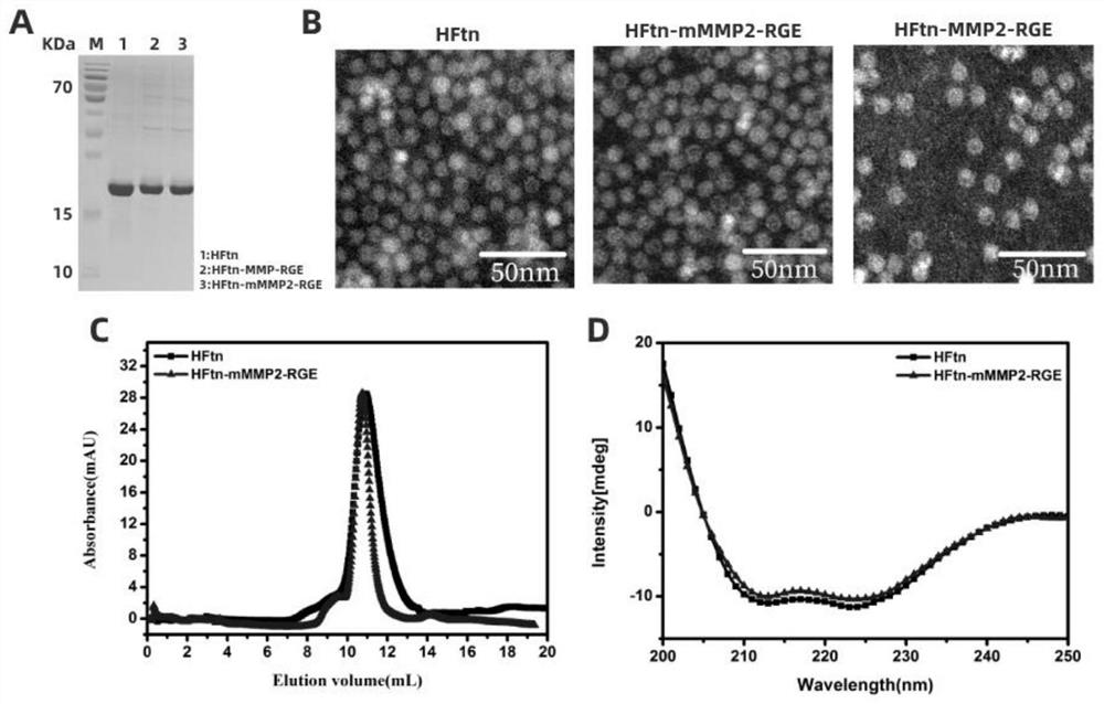 A ferritin nanoparticle of C-terminally modified tumor penetrating peptide rgerppr, its preparation method and application