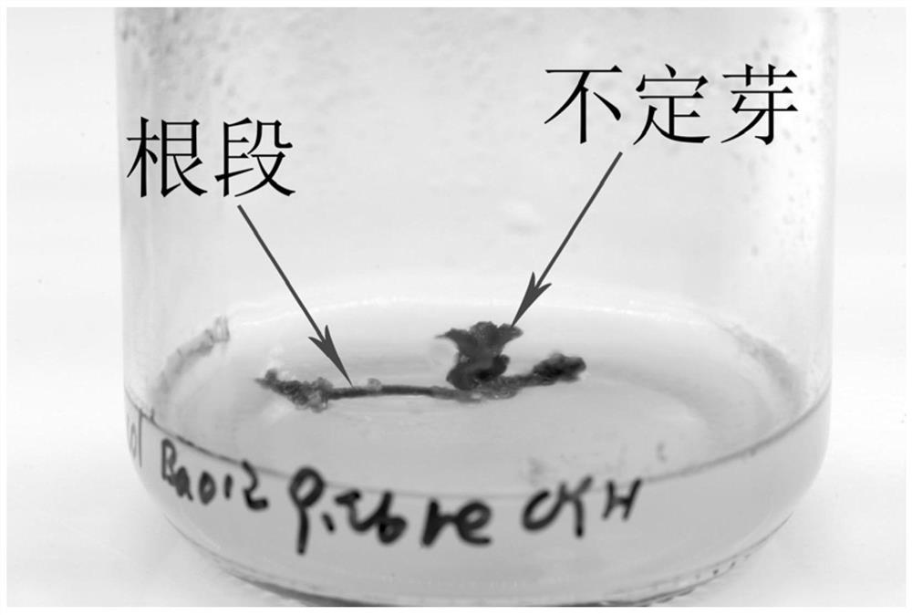 Culture method for producing adventitious buds through one-step induction of Blumea balsamifera root cell differentiation