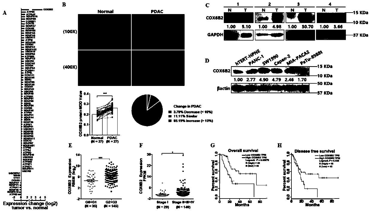 Application of metformin-targeted COX6B2 in preparation of medicine for treating pancreatic cancer