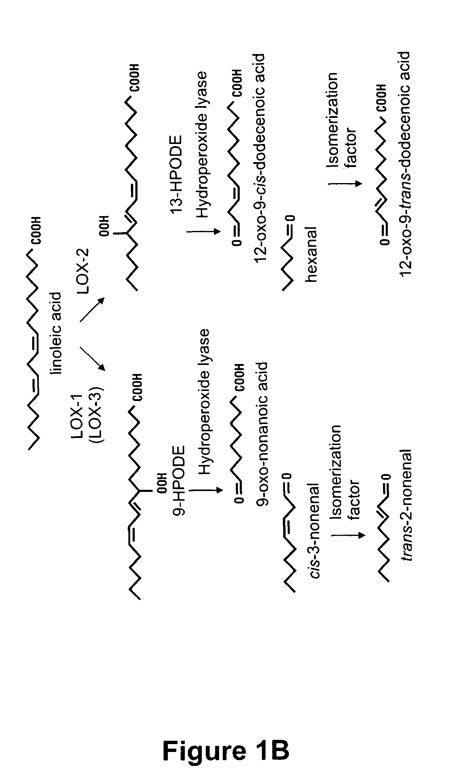 Barley for production of flavor-stable beverage