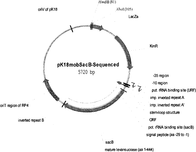 Method for preparing hydroxyalkanoate homopolymer and special bacteria thereof