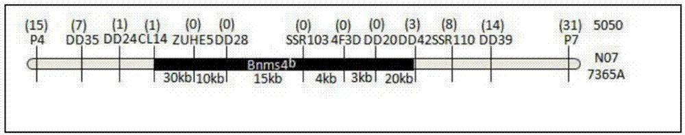 Brassica napus nucleic male sterility gene Bnms4<b> and preparation method and application