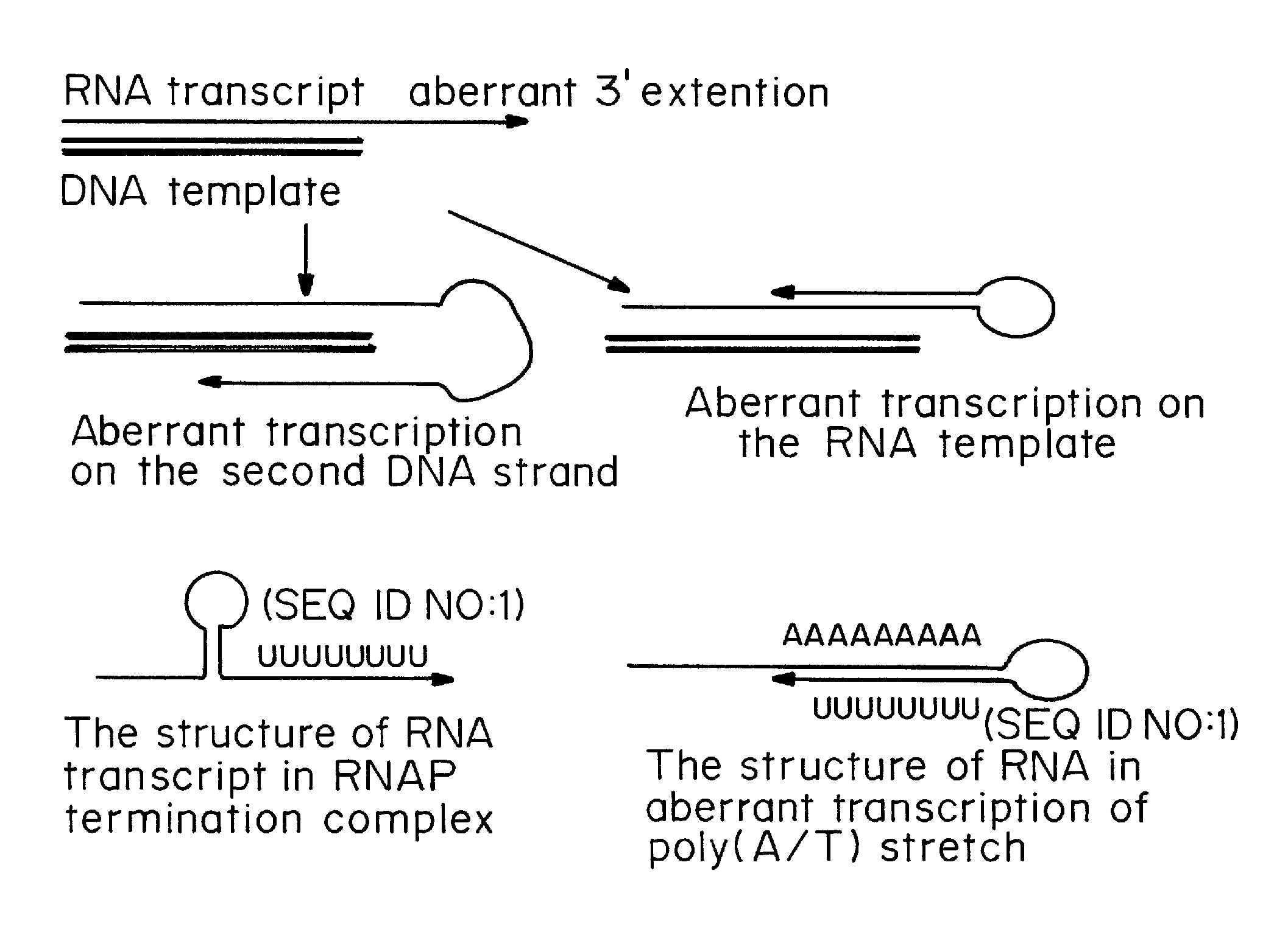 Transient Transfection with RNA