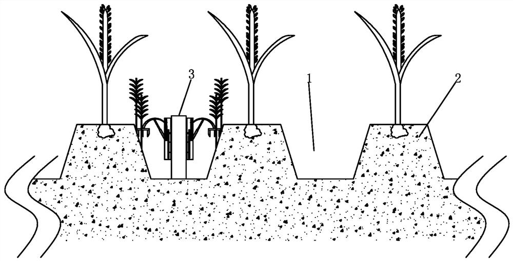 A cultivation method that does not use pesticides to weed and eliminate weeds in rice fields