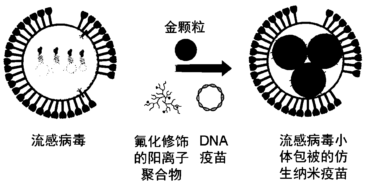 Influenza virosome coated bionic nano vaccine and preparation method thereof